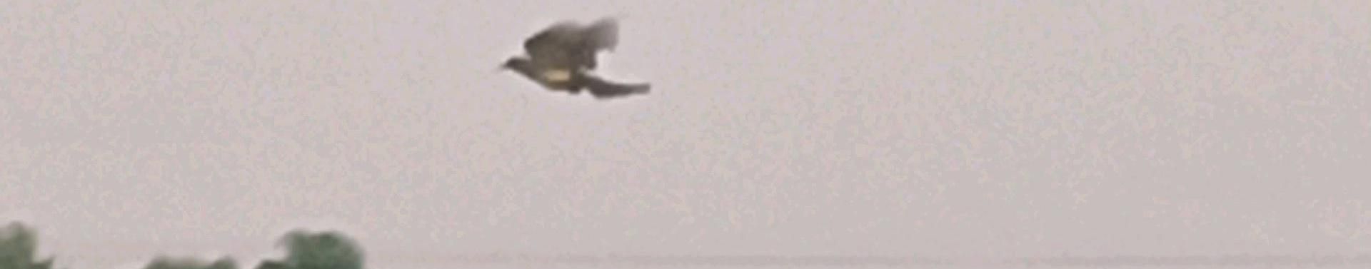 Imagem de capa de Everton Marinho Saxofonista E Cantor