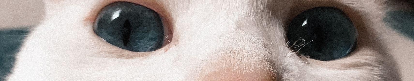 Imagem de capa de Pimentel