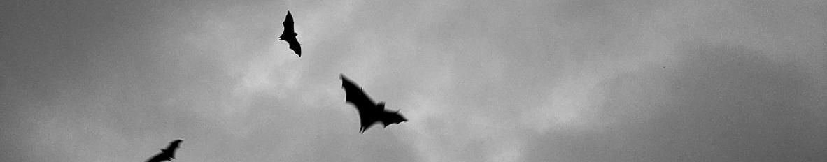 Imagem de capa de Safary