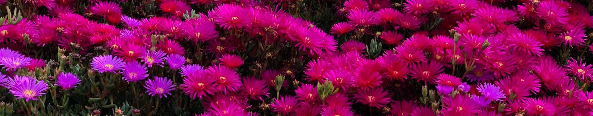 Imagem de capa de Tatiluzaliz